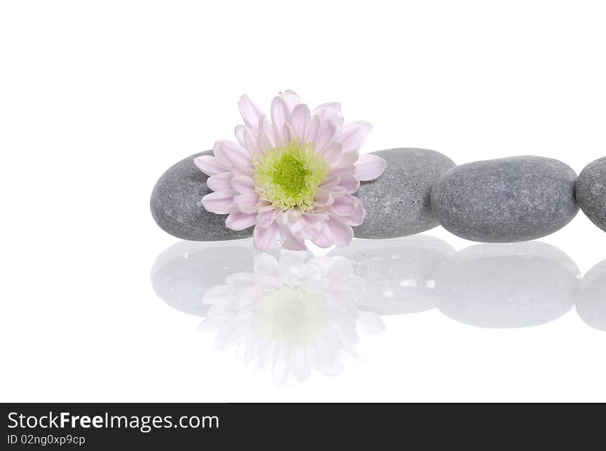 Pile of gray stones and flower with reflection. Pile of gray stones and flower with reflection