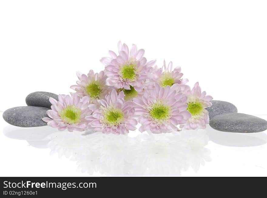 Pink flower and pile of stones