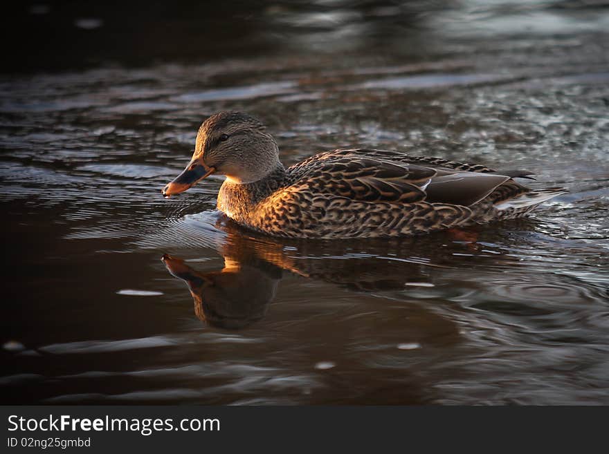 A female mallard duck sees her reflection in the water. St-Charles River, Quebec, Canada.