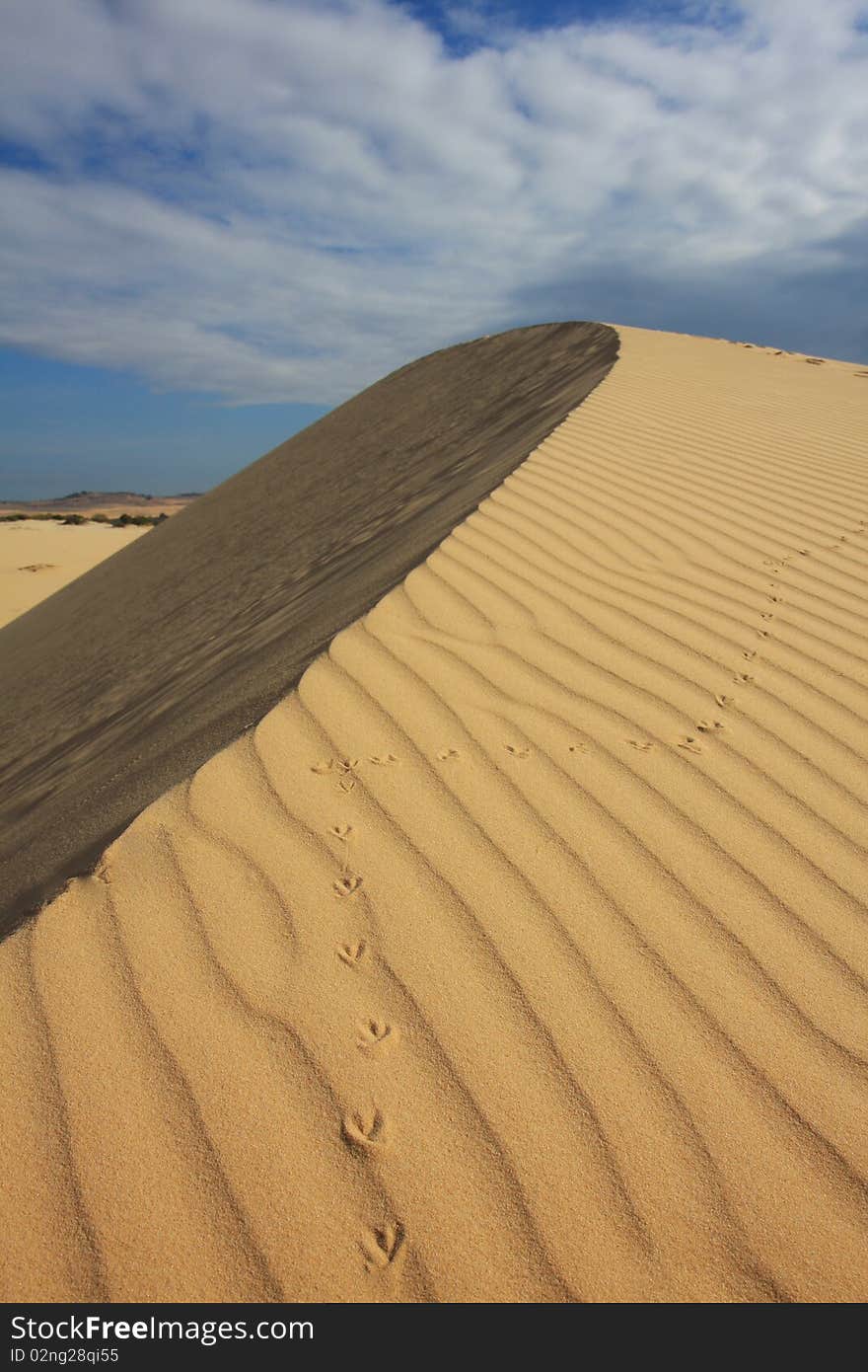 An unknown bird climbed a round shaped sand dune, leaving behind a clear trace of its hike. Vietnam. An unknown bird climbed a round shaped sand dune, leaving behind a clear trace of its hike. Vietnam.