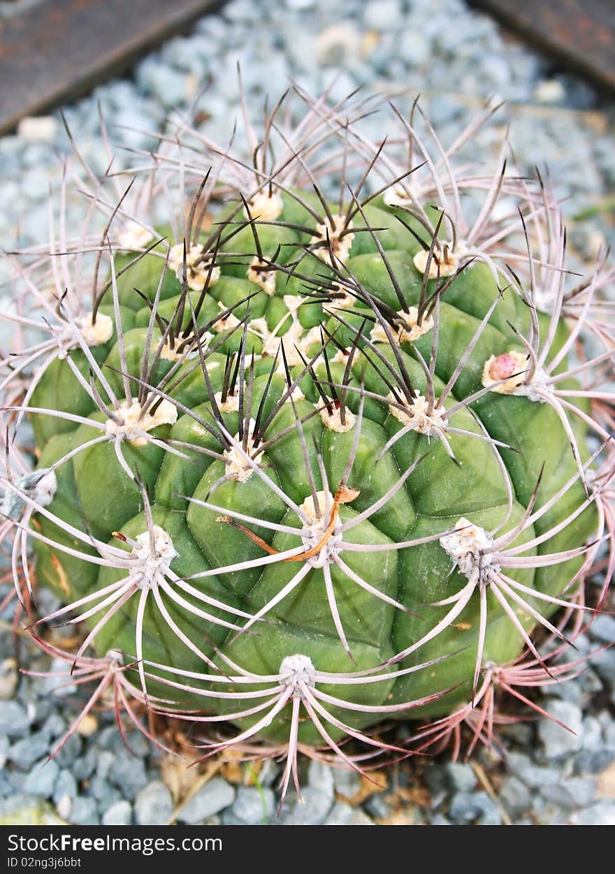 Cactus close up vertical picture.