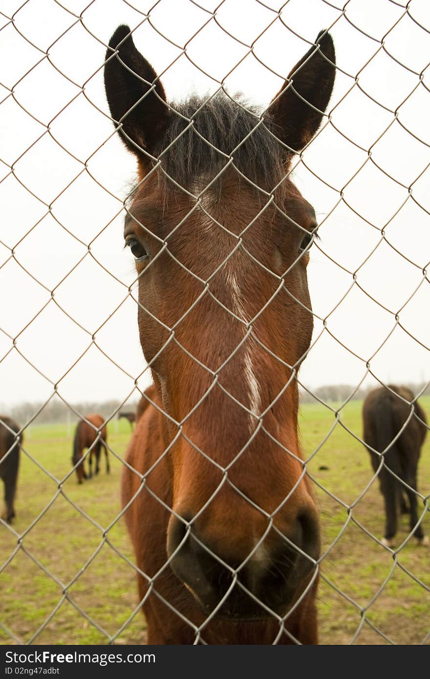 Portrait of horse through enclosure