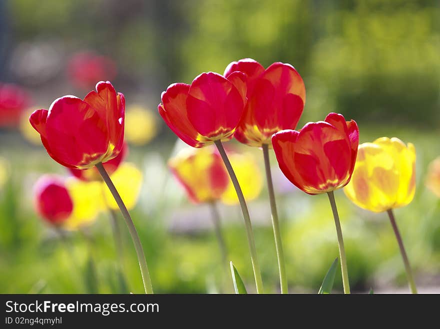 Red and yellow tulips