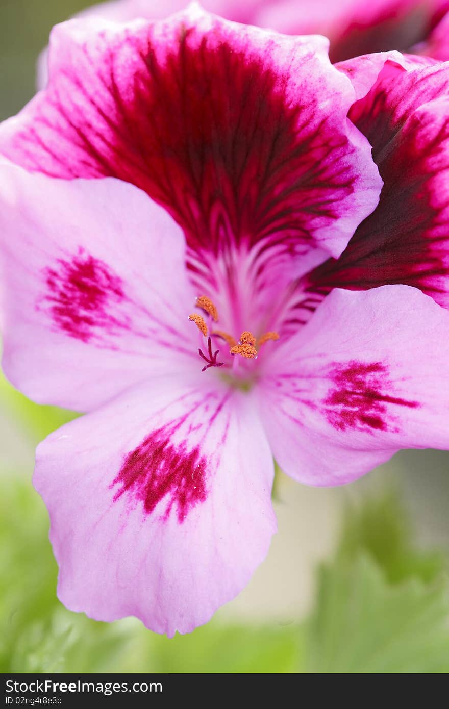 Peruvian Lily, Alstroemeria