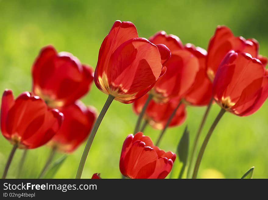 Red tulips