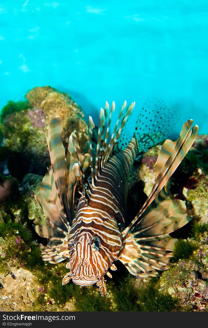 Red Volitan Lionfish