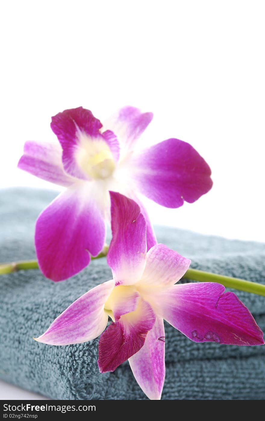 Beautiful pink orchid with blue towel. Beautiful pink orchid with blue towel