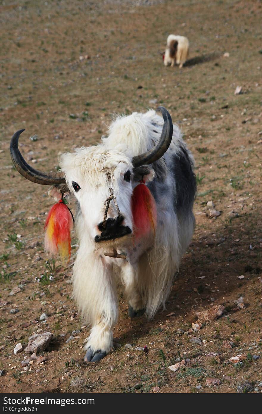 farm animal yak Tibet China. farm animal yak Tibet China