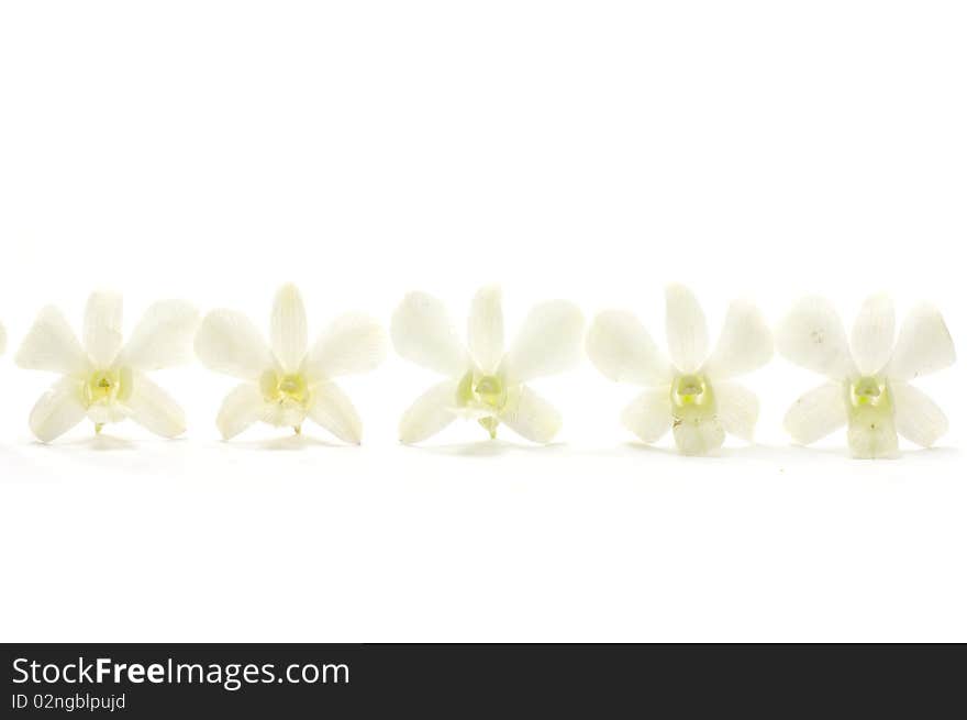 Row of  bright image of orchid flower