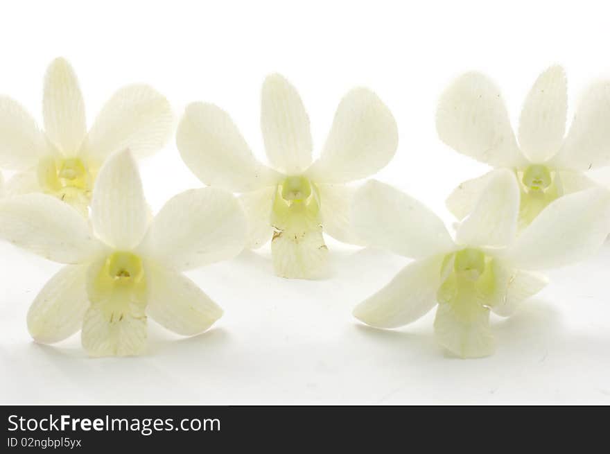 Set of white orchid design elements. Set of white orchid design elements