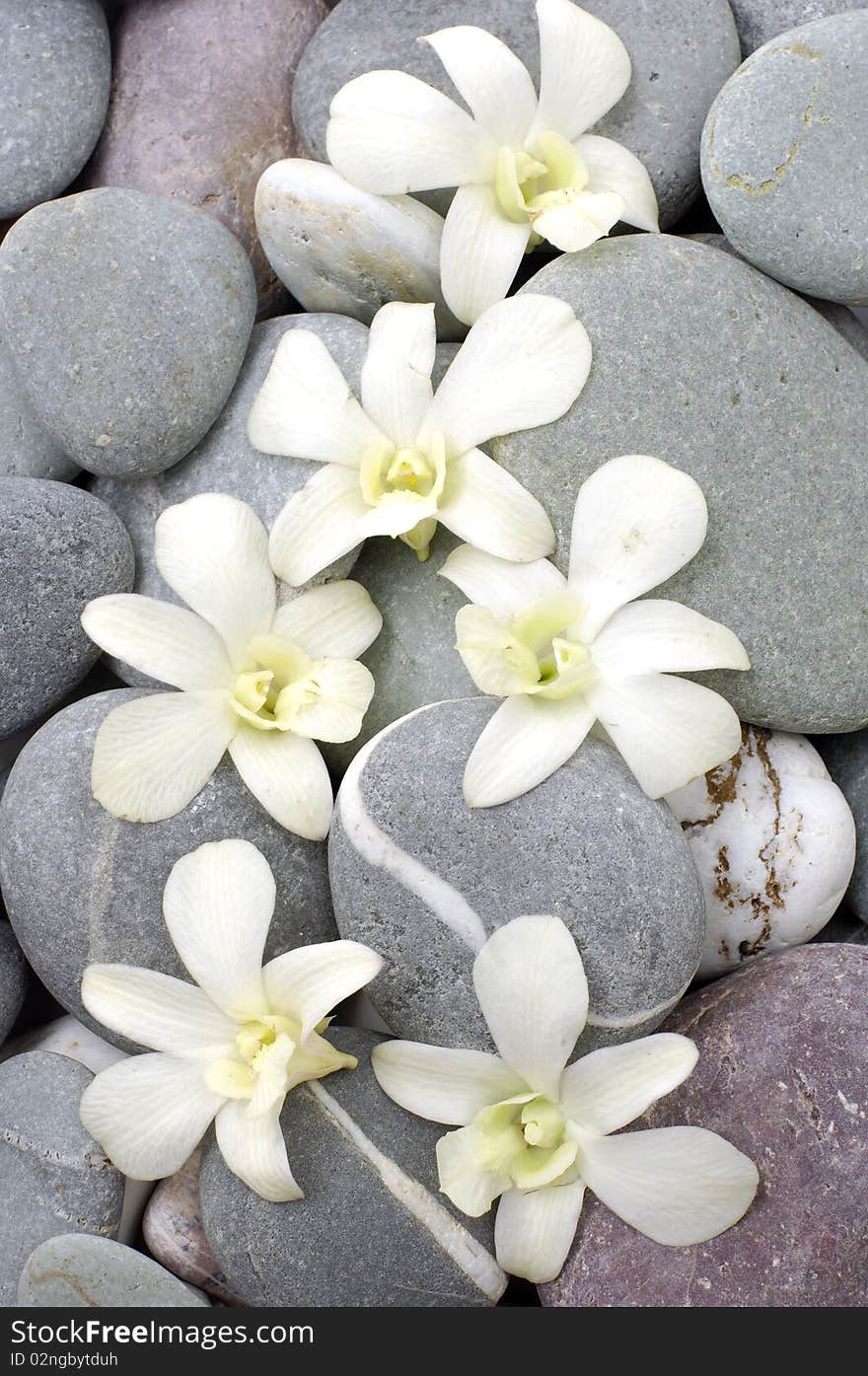 Zen stones with white orchid. Zen stones with white orchid