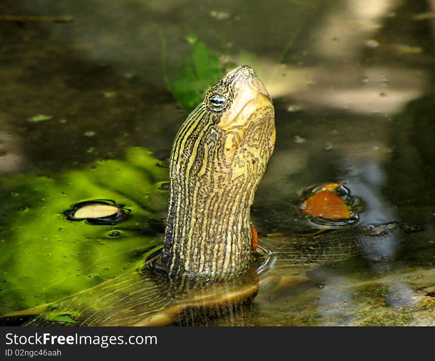 Turtle in the water .