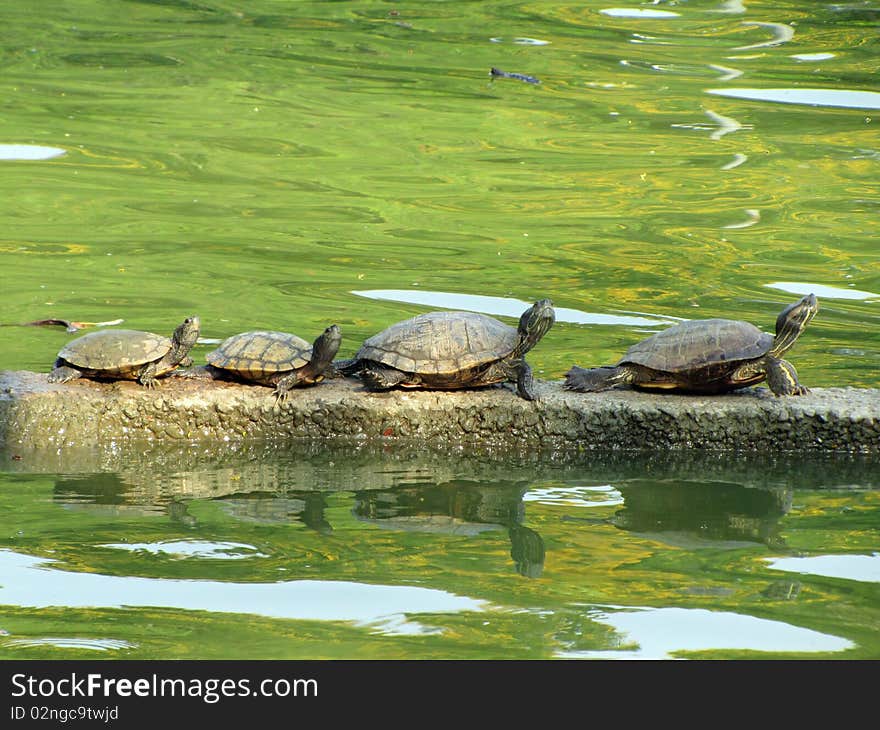 Turtle on the stone .