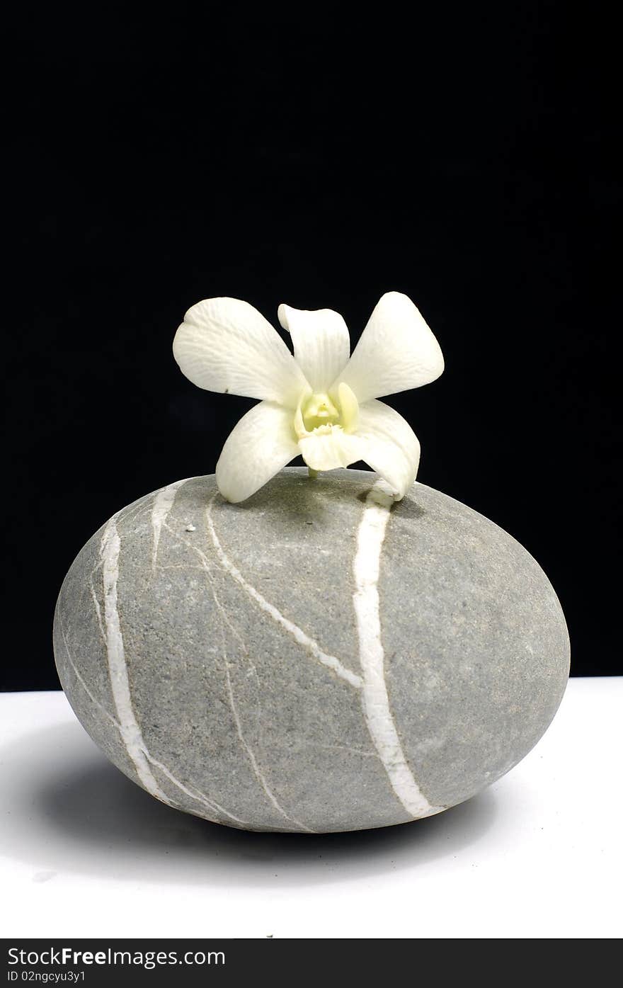 Beautiful orchid laying on zen stone. Beautiful orchid laying on zen stone