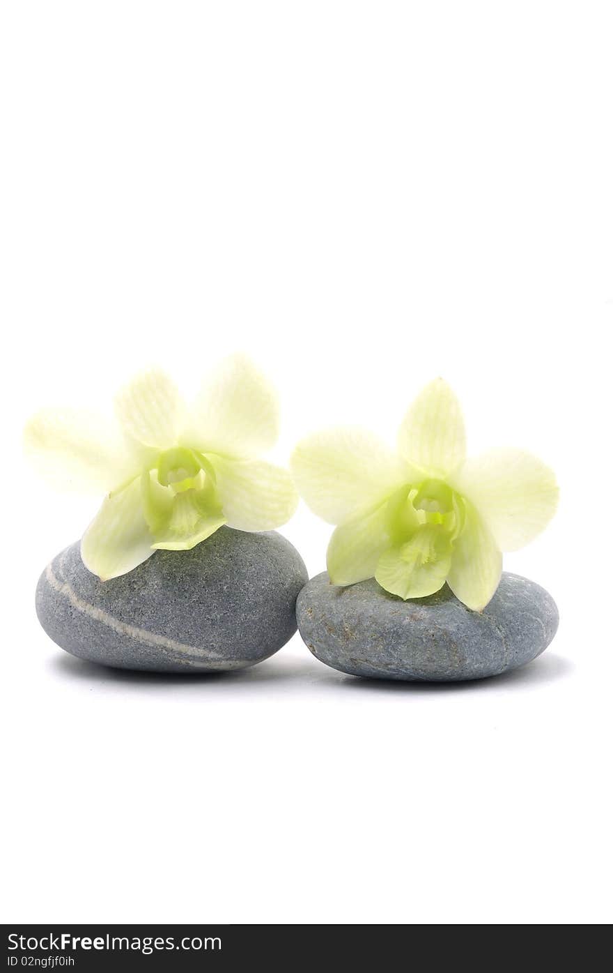 Pair of orchid over stone on white. Pair of orchid over stone on white