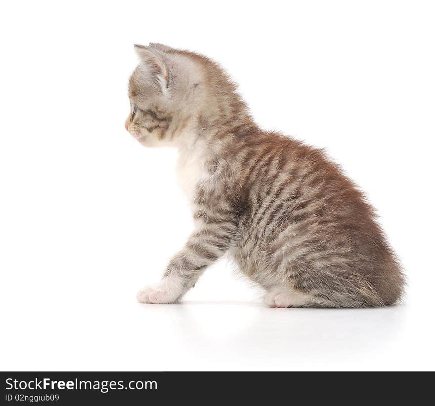 Kitten on a white background