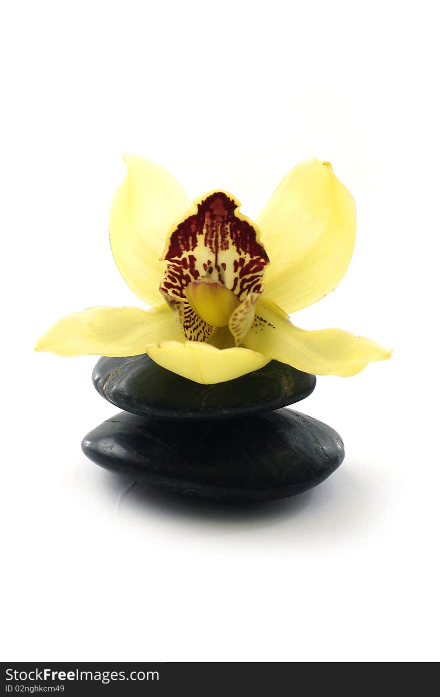 Beautiful orchid with zen stone. Beautiful orchid with zen stone