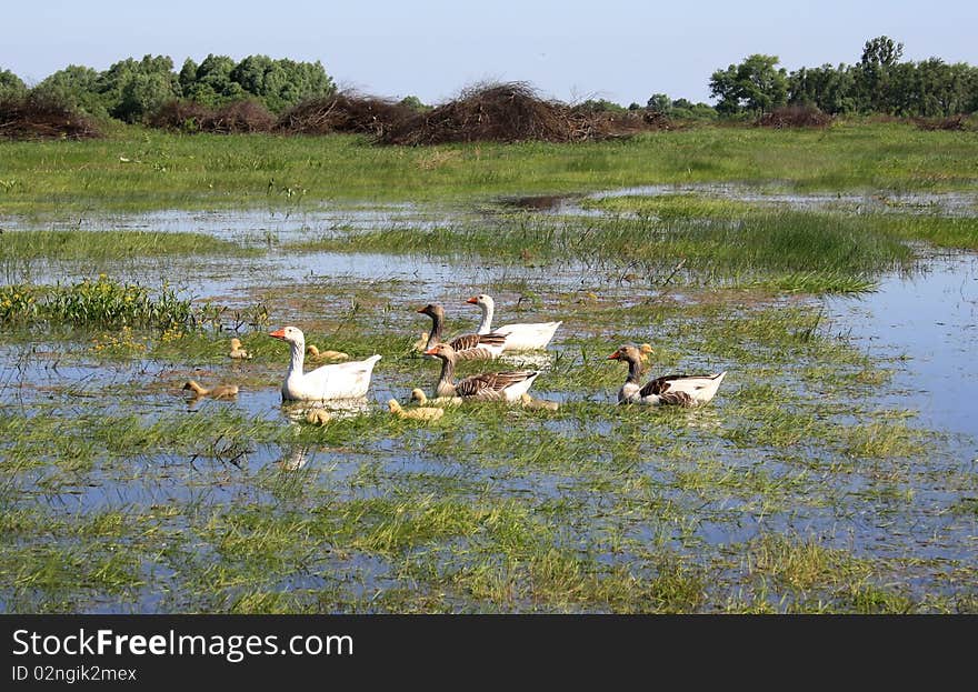 Goose father and mother with two generation of children. Goose father and mother with two generation of children