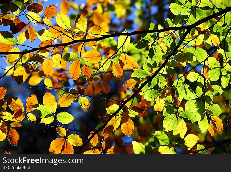 Colourful leaves on branches in autumn time with blue sky in the background. Colourful leaves on branches in autumn time with blue sky in the background.