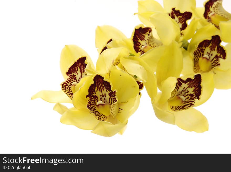 Isolated on white- yellow orchid