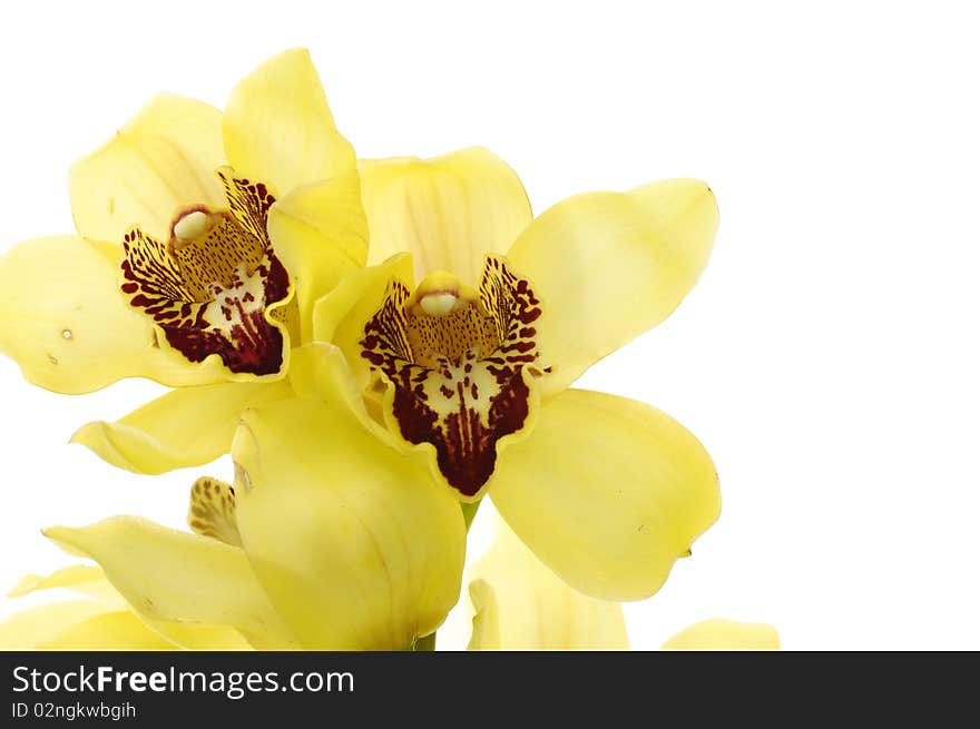 Isolated on white- yellow orchid