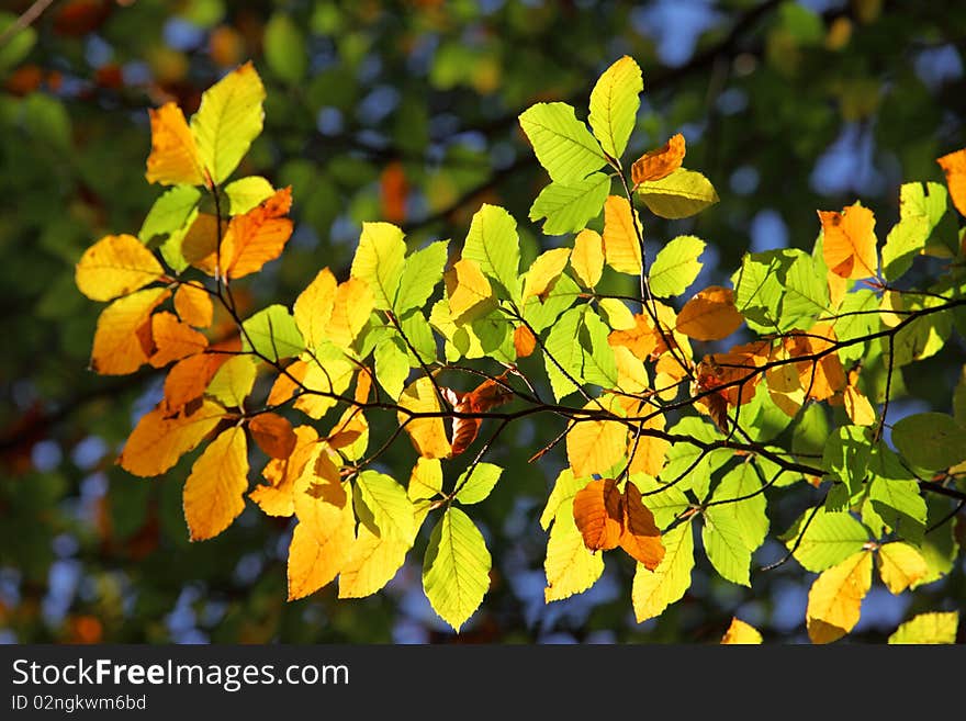 Colourful leaves on branches in autumn time with blue sky in the background. Colourful leaves on branches in autumn time with blue sky in the background.