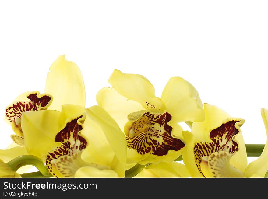 Branch of yellow orchids close up