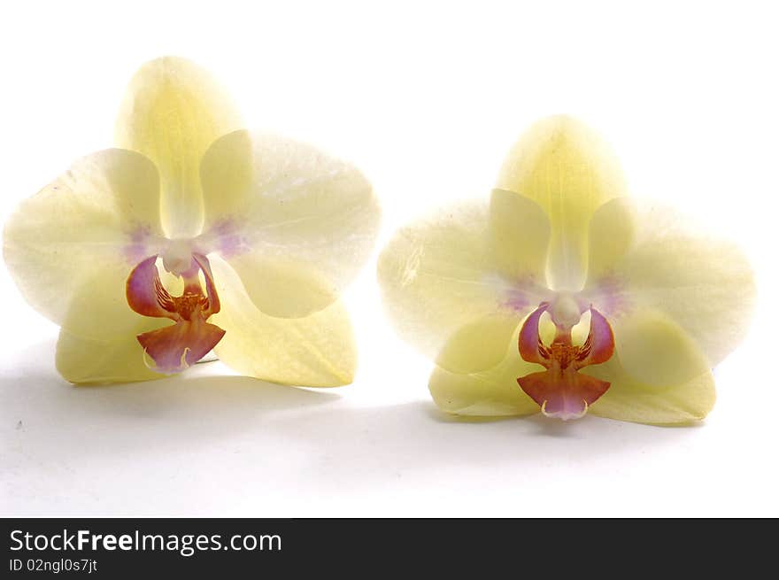 Pair of beautiful orchid-close up