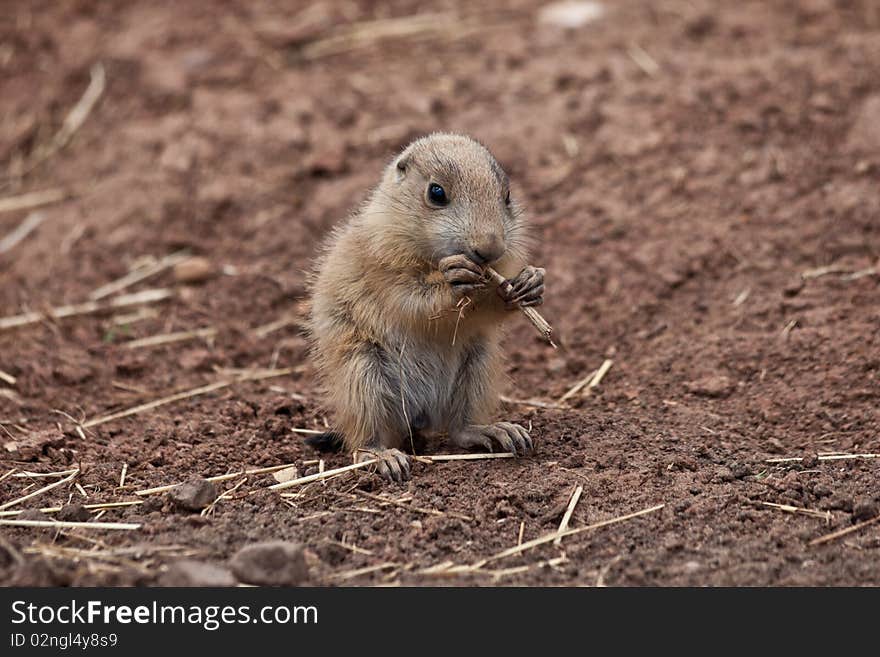 Baby Marmot (Prairie Dog, Gopher) Eating Straw