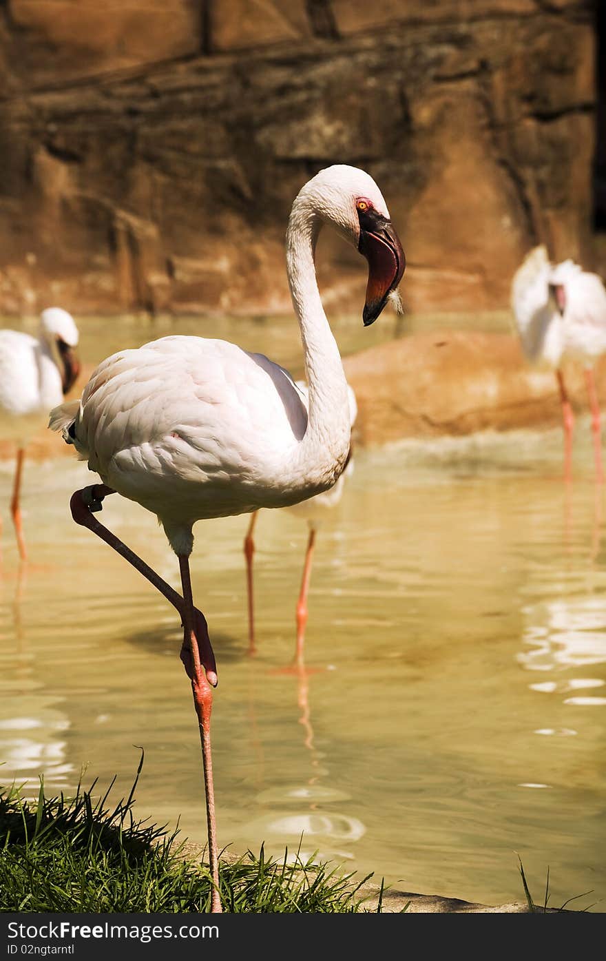 A greater flamingo staying on his leg in the lagoon