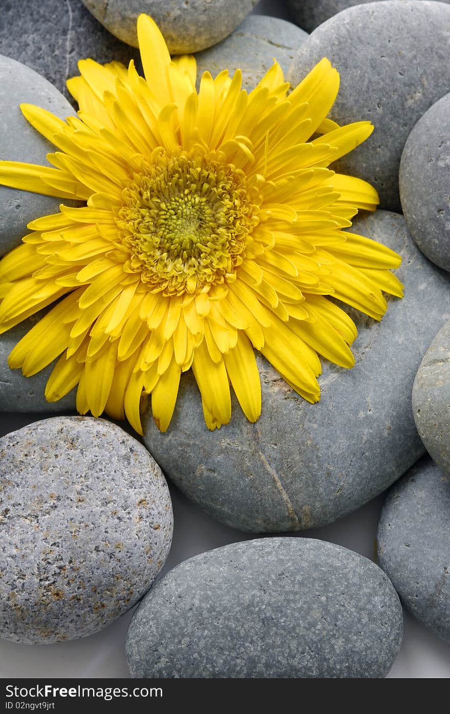 Sunflower on pebbles at the beach. Sunflower on pebbles at the beach