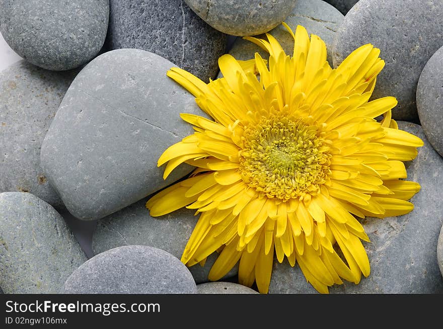 Sunflower on  pebbles at the beach. Sunflower on  pebbles at the beach