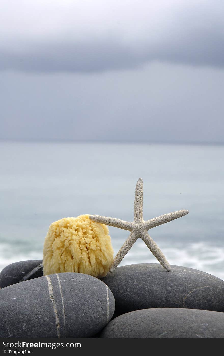 Close up of starfish on the rocks. Close up of starfish on the rocks