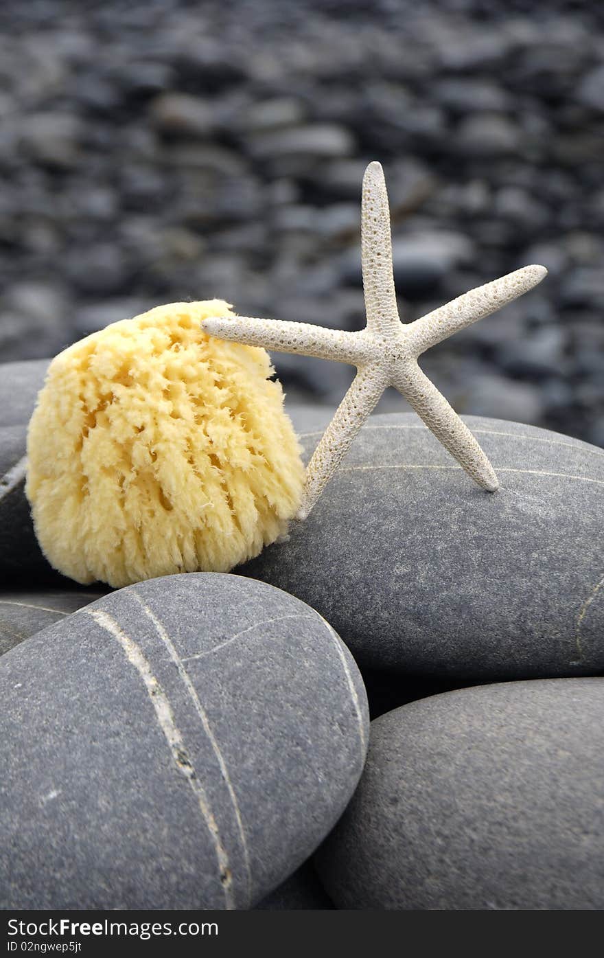 Close up of starfish on the rocks. Close up of starfish on the rocks