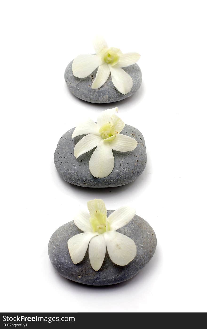 Orchid flower with zen stones. Orchid flower with zen stones