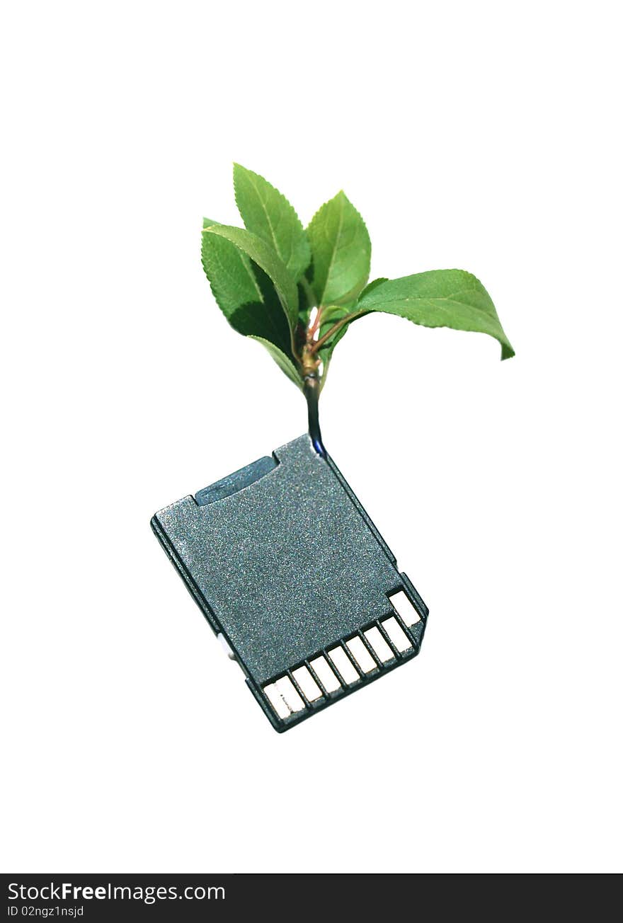 Card of memory with a green sprout on a white background