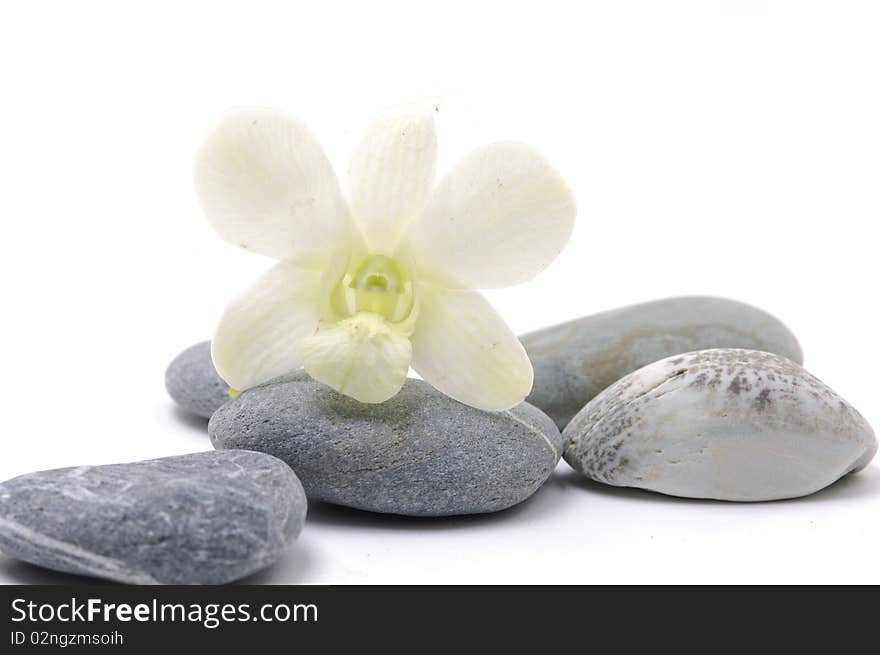 Orchid flower with nature stone. Orchid flower with nature stone