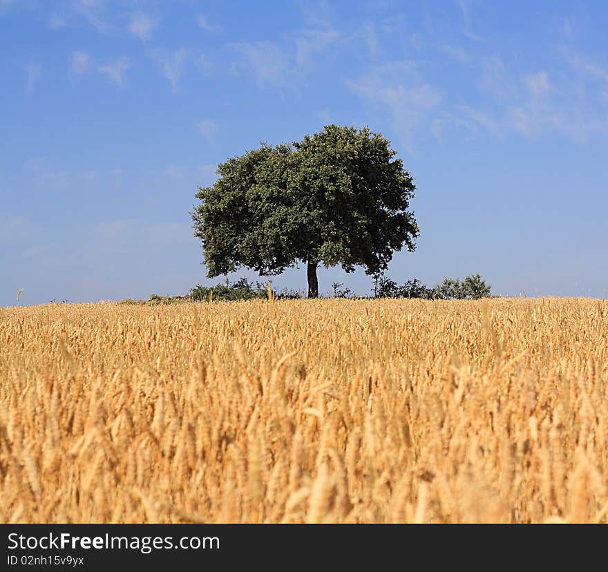 Green, spreading tree in the middle of wheat field. Green, spreading tree in the middle of wheat field