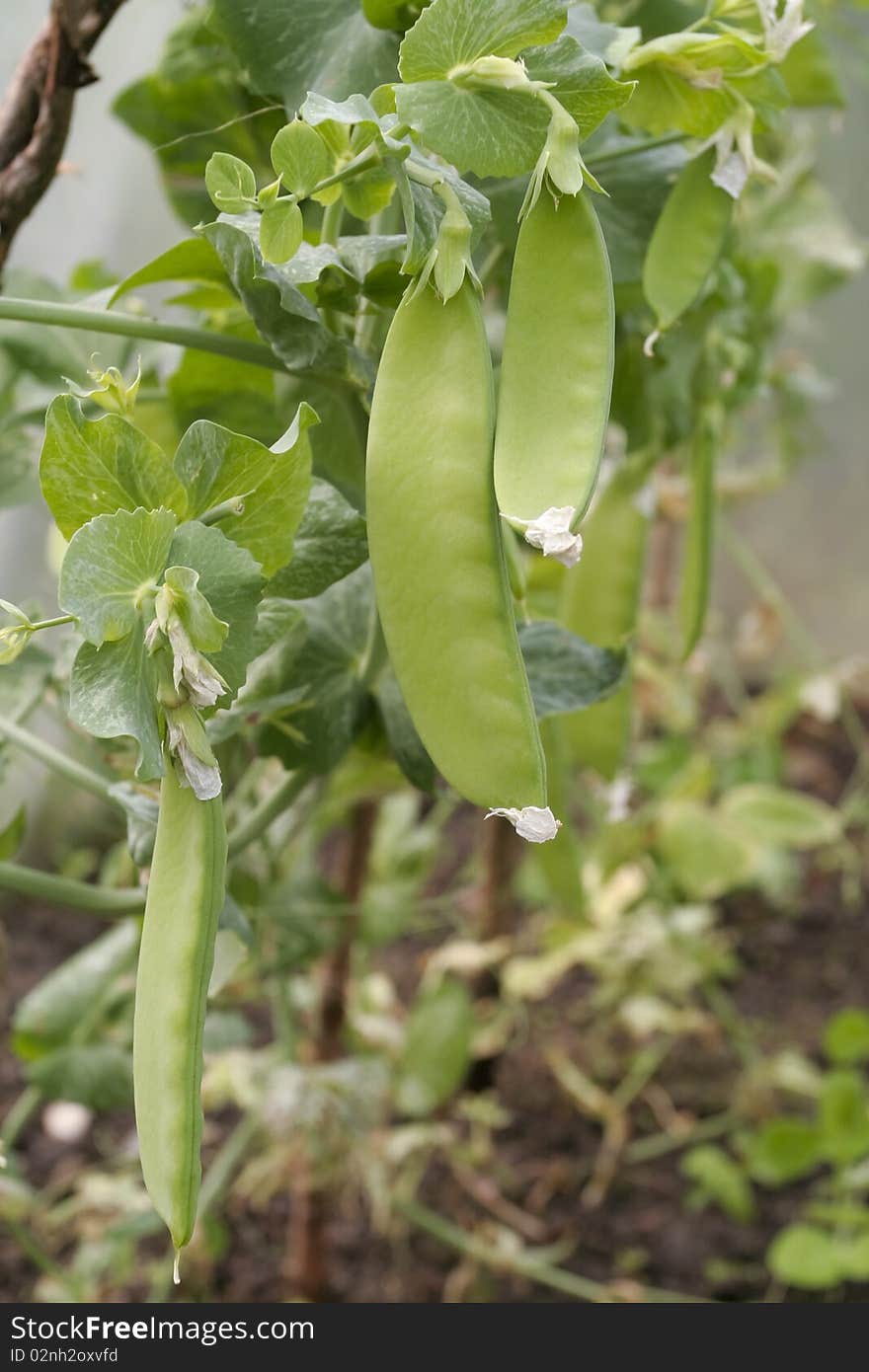 Green beans plants growing in greenhouse