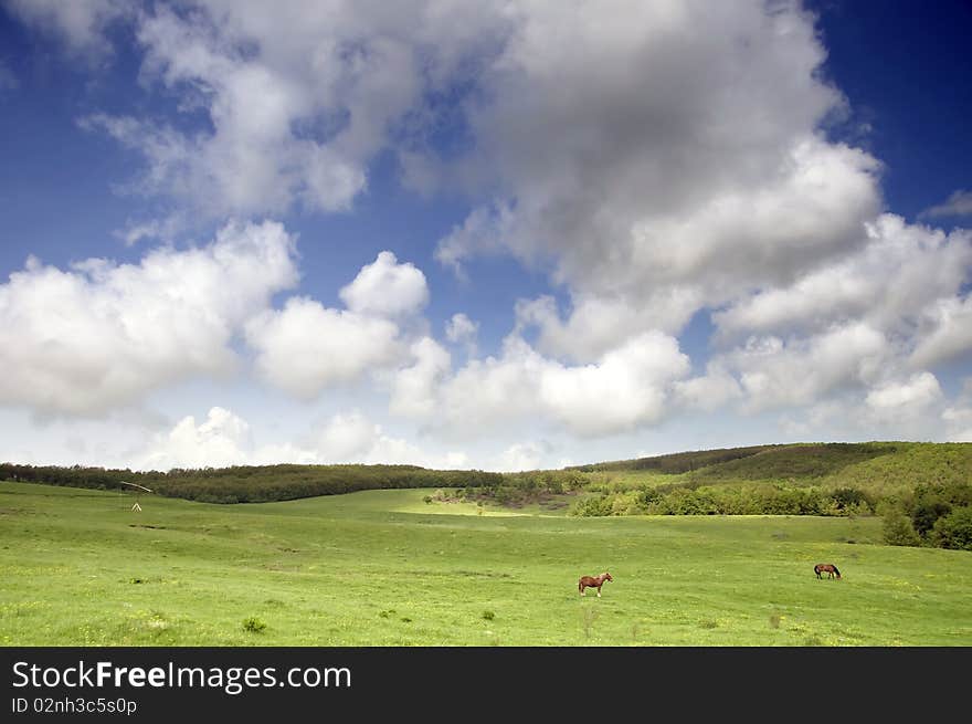 Greenfield with horses and blue sky