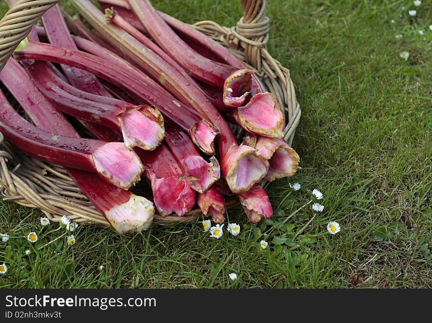 Freshly picked rhubarb shoots  closeup on basket