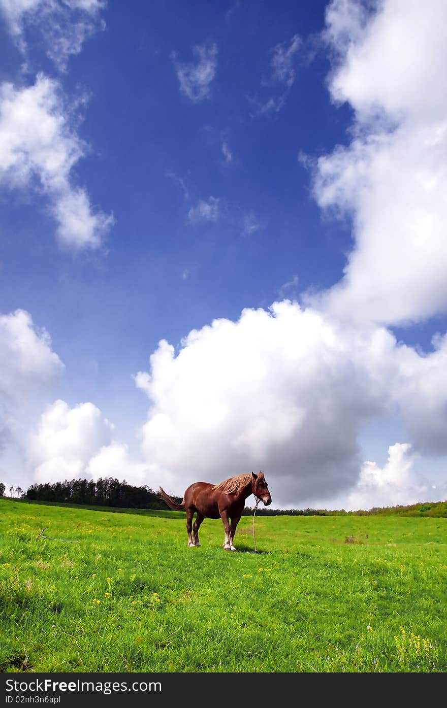 A lonely horse on a greenfield with deep blue skies. A lonely horse on a greenfield with deep blue skies