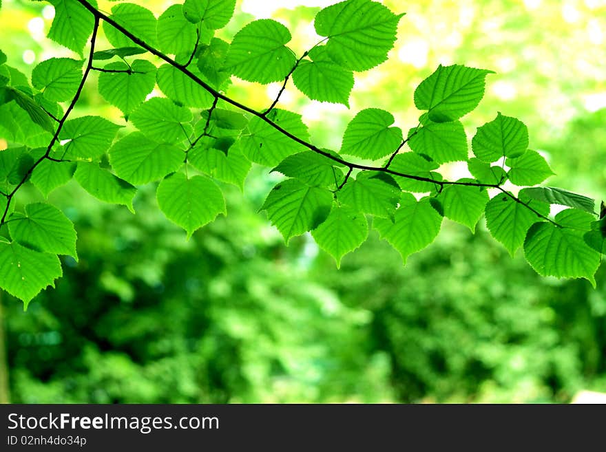 Green leaves in city park in the spring afternoon