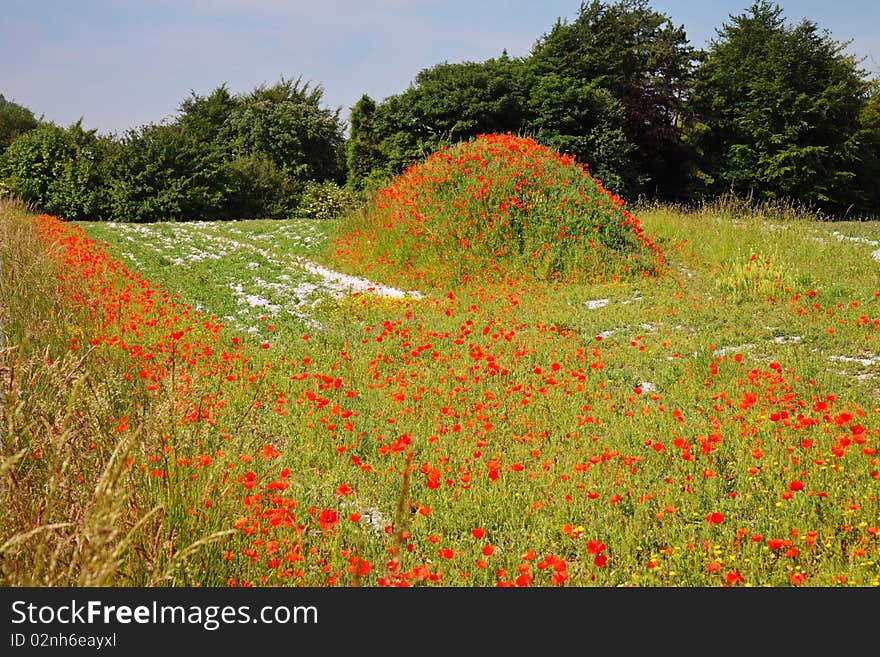 Field of Red Poppies