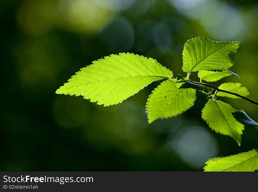 Beautiful, harmonious forest detail, with hornbeam leaves