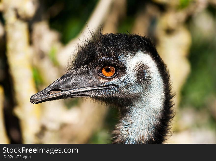 A curious emu look at the photograph