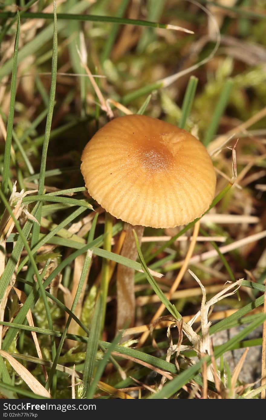 A mushroom in the grass