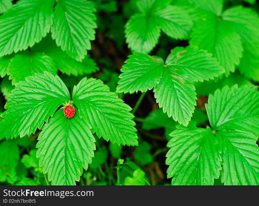 Strawberry on green leaves