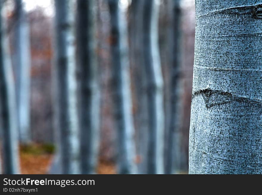 Beech- wood, abstract composition