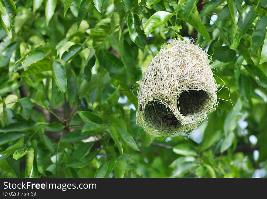 Ricebird's nest found in nature.